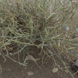 Farsetia occidentalis