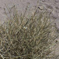 Farsetia occidentalis