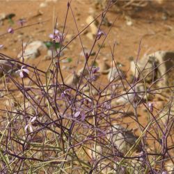 Foleyola billotii