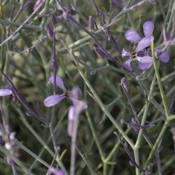Foleyola billotii