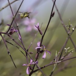 Foleyola billotii