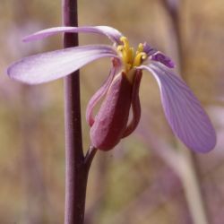Foleyola billotii