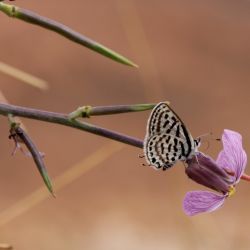 Foleyola billotii