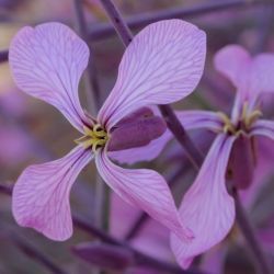 Foleyola billotii
