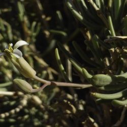 Henophyton zygarrhenum