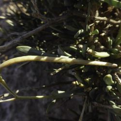 Henophyton zygarrhenum