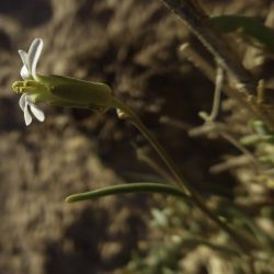 Henophyton zygarrhenum