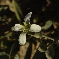 Henophyton zygarrhenum