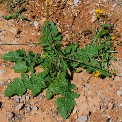 Hirschfeldia incana subsp. incana