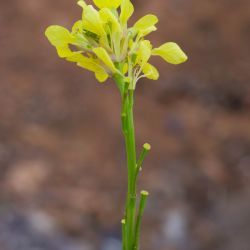 Hirschfeldia incana subsp. incana