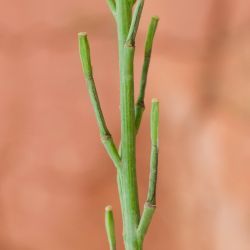 Hirschfeldia incana subsp. incana