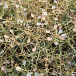 Hormathophylla spinosa
