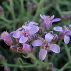 Hormathophylla spinosa