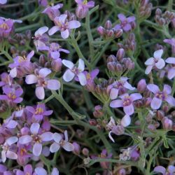 Hormathophylla spinosa