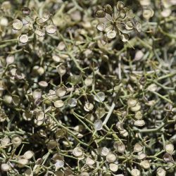 Hormathophylla spinosa