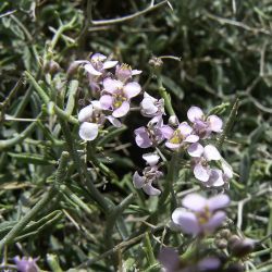 Hormathophylla spinosa