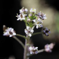 Hornungia petraea