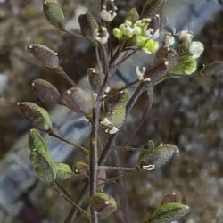 Hornungia procumbens subsp. procumbens