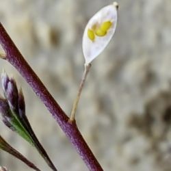 Hornungia procumbens subsp. procumbens