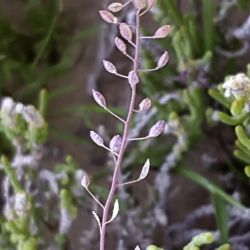 Hornungia procumbens subsp. procumbens