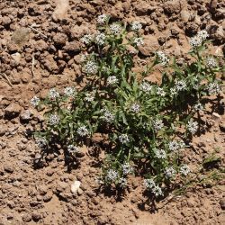 Iberis odorata