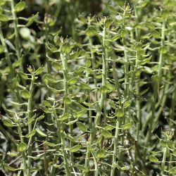 Iberis sempervirens