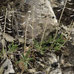 Iberis sempervirens