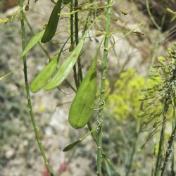 Isatis tinctoria subsp. tinctoria