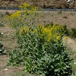 Isatis tinctoria subsp. tinctoria