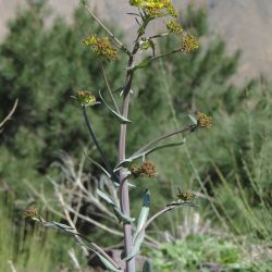 Isatis tinctoria subsp. tinctoria