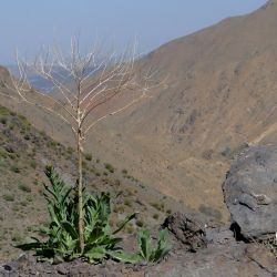 Isatis tinctoria subsp. tinctoria