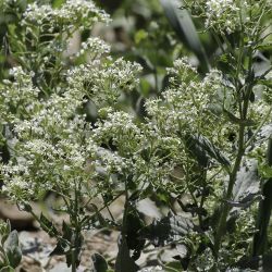 Lepidium draba