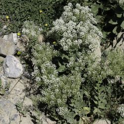 Lepidium draba
