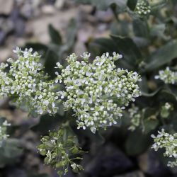 Lepidium draba