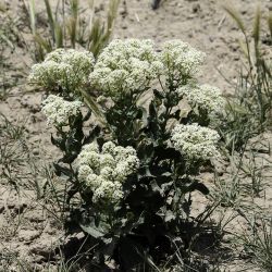 Lepidium draba