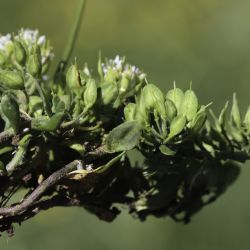 Lepidium hirtum subsp. dhayense