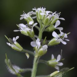Lepidium hirtum subsp. dhayense
