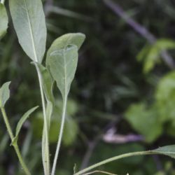 Lepidium hirtum subsp. dhayense