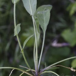 Lepidium hirtum subsp. dhayense