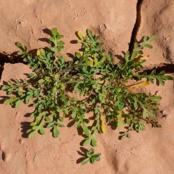 Lepidium lepidioides