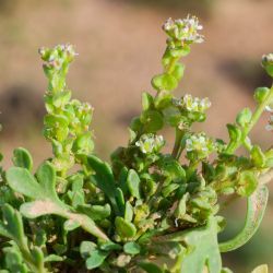 Lepidium lepidioides