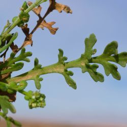 Lepidium lepidioides