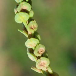 Lepidium lepidioides