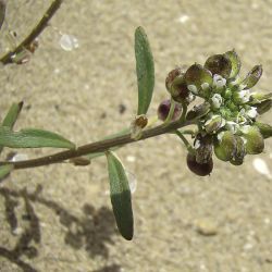 Lobularia libyca