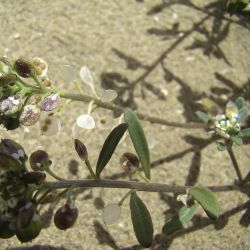 Lobularia libyca