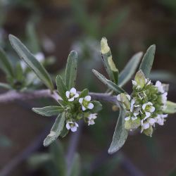 Lobularia libyca