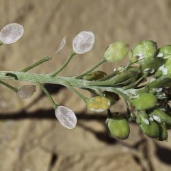 Lobularia libyca
