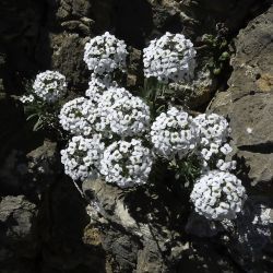 Lobularia maritima