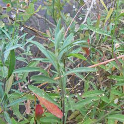 Lobularia maritima