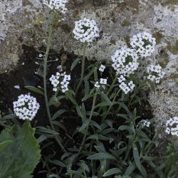 Lobularia maritima